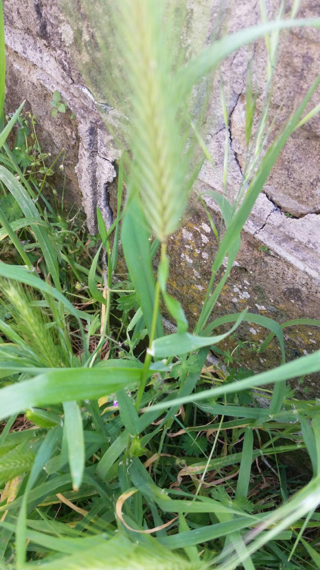 Hordeum sp. (Poaceae)